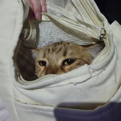 get_quacked's profile picture. always