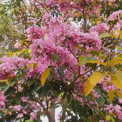 Toponebg11's profile picture. - ArsenalFans