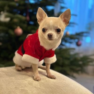 chihuahual5454 Profile Picture