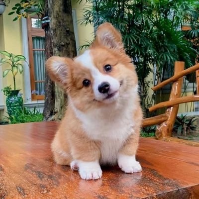 Welcome to #corgilover4747 page.. If you are a #corgidoglover, follow us.This page is dedicated for all #corgi  lovers and owners.