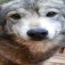 Woofer3D (COMM OPEN, 3/4) (@michaelthewoof) Twitter profile photo Woofer3D (COMM OPEN, 3/4) (@michaelthewoof) Twitter profile photo