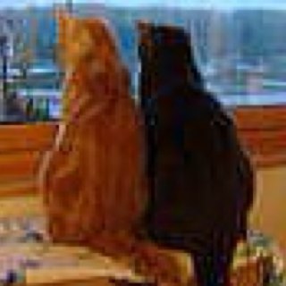 banzs12's profile picture. Kawasaki900Eliminator. PentaxKP. Soji Shimada. Shogo Hamada, Takanaka Masayoshi. Born in Saitama, currently living in Southern tohoku.