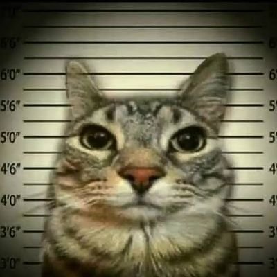 CatFlow_artist's profile picture. 