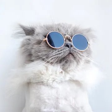 catwifshades Profile Picture