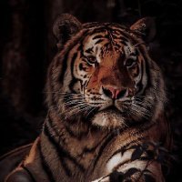 amirshahku (@amirshah760312) 's Twitter Profile