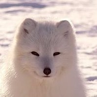 ArcticKitsuneTM's profile picture. 