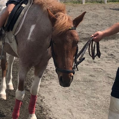 nodonodo1109's profile picture. Medical doctor, mum of 3 girls, interests: global education, junior high school exams, the state of world affairs, ballet, figure skate, YOASOBI, King Gnu