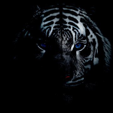 shadowytigress Profile Picture