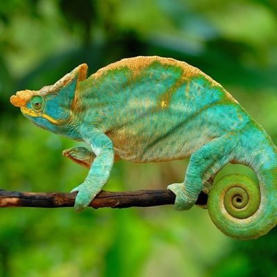the adaptability of a chameleon
