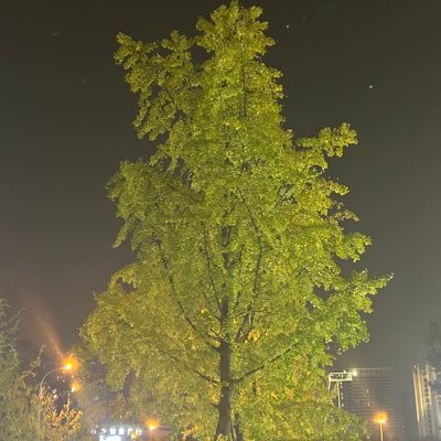 lingchngy119003's profile picture. 天涯