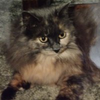 Sassy Shawnee (@shawneegal) 's Twitter Profile