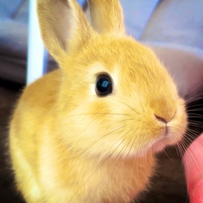 「ネザーランドドワーフ」のうさちゃんです🐰 毎日親バカ2人がお届け^ ^ YouTube chめろんにメロメロ 💕毎日18時〜配信💕 「Instagram」うさぎのめろんちゃんで検索🔍めろんのプロフィール 誕生日2023・10・10 お迎え日2023・12・ 9 性別 女の子🚺 体重 お迎え日で400g