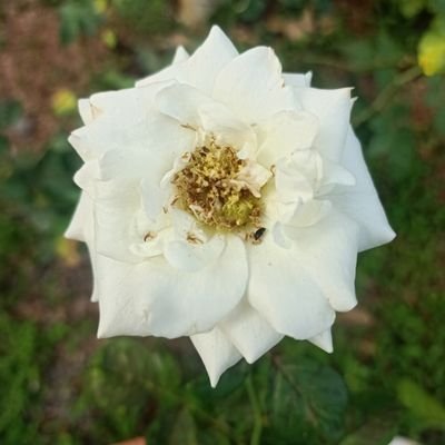 prady_kp's profile picture. Cyber worm , Full stack software developer, AI, Python, VBA, https://t.co/BobOVGwBLn, COBOL, C, SQL .......