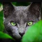 Jaime (@kansasresisters) 's Twitter Profile Photo Jaime (@kansasresisters) 's Twitter Profile Photo