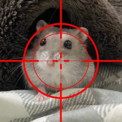 El Hamsterrifico Profile