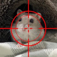 El Hamsterrifico(@Hamsterpilled_) 's Twitter Profile Photo