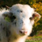 kazukichi777's profile image