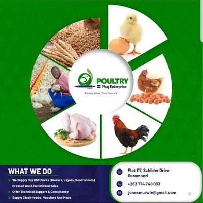 Producer and supplier of organic broilers for all consumption needs.

Supply Stock-feeds, vaccines and Meds