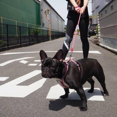 ブリンドルのフレブル「ぷりん」は、2020年5月23日生まれの♀。体重は16kgあります。重くて大変です。
大阪府在住です。
フレブル好きとつながりたいです。無言フォロー失礼します。