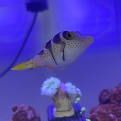 hiro8tsuba2's profile picture. 東京／青学総文2015／⛳️ゴルフ（目標70台！） ／🐟マリンアクアリウム（45㎝→60㎝OF）／トレーニング