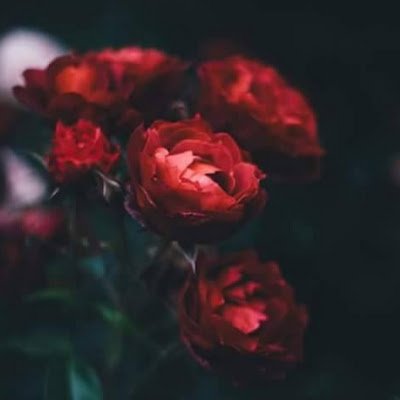 rwnlnjr5263561's profile picture. 