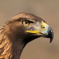Falcon Eye(@sahingoz_keskin) 's Twitter Profile Photo