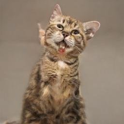 LaurelS86518's profile picture. 