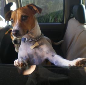 We want to showcase owners & their beloved dog in our annual calendar. Compete against the rest of SA. Want to submit details, visit http://t.co/AICrSgk7QI
