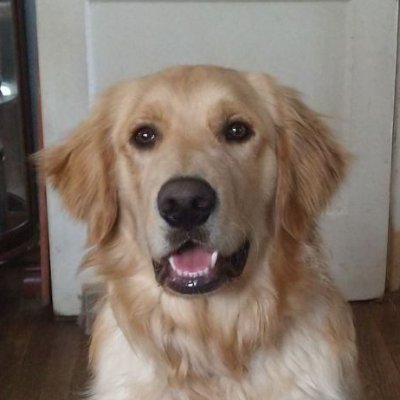 PatrickDGrant's profile picture. I'm a Visual artist, pc nut and Painter of Dogs 
 AKA "NOKACHI"
#itsjustapigmentofyourimagination
https://t.co/3bnCGVBup6…
