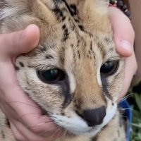 OliXor (@llyxr_) 's Twitter Profile