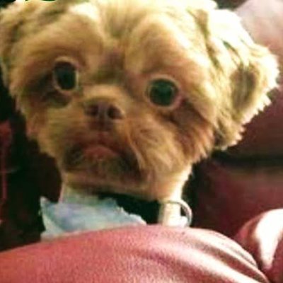 Korommoh's profile picture. Leeds Die hard fan!