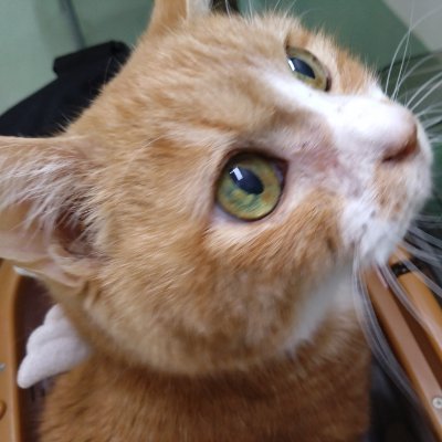 newworldhe's profile picture. 猫をはじめとした動物が大好きです❣️
ご飯も甘い物もライブも大好きです❣️

RT多めなのでミュート、リムーブ等でご対応いただければ幸いです😊

宜しくお願いします🥰