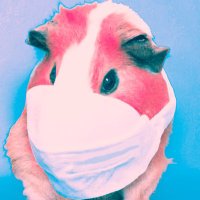 🐀(@Guiness_Pig) 's Twitter Profile Photo