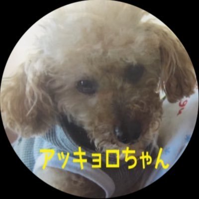 akkyorochan Profile Picture