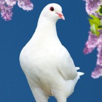 S. Alam (@shahalamquresh2) 's Twitter Profile