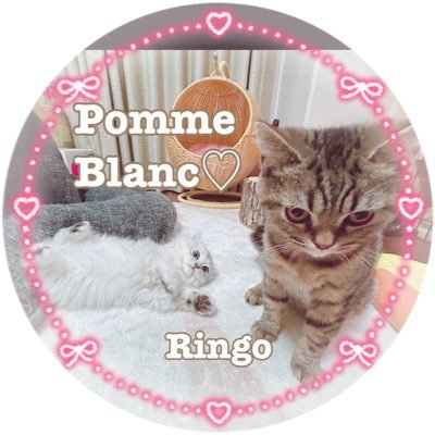 Pomme(ｽｺﾃｨｯｼｭ♂)とBlanc(ﾍﾟﾙｼｬ♂)の成長記録です🐾かわいい2人にメロメロな飼い主Ringoが書いています🍎毎日皆さまのお家の猫さんたちに癒されています🐈‍⬛🫶♥️ 無言フォロー大歓迎です♡ネコ飼い🔰