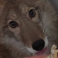 Totally Coyote 🇺🇸 (@crack_coyote) 's Twitter Profile Photo Totally Coyote 🇺🇸 (@crack_coyote) 's Twitter Profile Photo