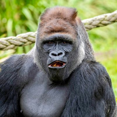 🦍投資家×不動産会社経営×フィットネスジム経営🦍2018.4～暗号資産･株に投資開始🦍#仮想通貨 #暗号資産 #BTC #XRP #リップル #ビットコイン #株 #STEPN #AVAX #LOOTaDOG #不動産 #宅建士