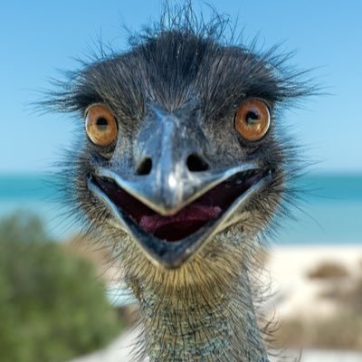 PonderingEmu's profile picture. used to be an understudy for Kubrick’s dawn of man scene; worked with the greatest, Richter, Frewin, Malkovich, Hawke, Hayek, Cage, Pascal. oh well…
