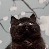 BPShirase (@testeandoando2) 's Twitter Profile