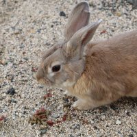 深冬Rain (@mifuyu_rain) 's Twitter Profile