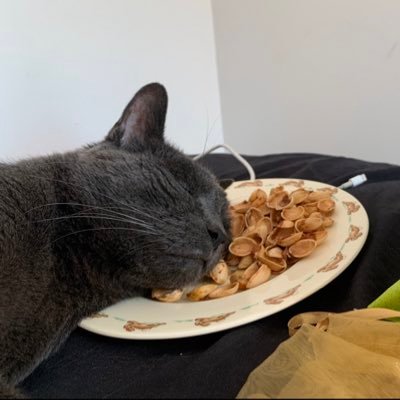 minibenjones's profile picture. 