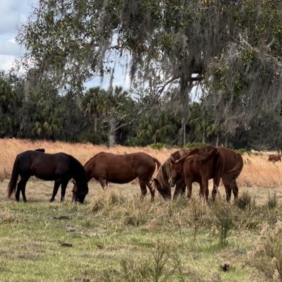 veterinarian. Florida. fl gators 🐊. ranching/citrus.