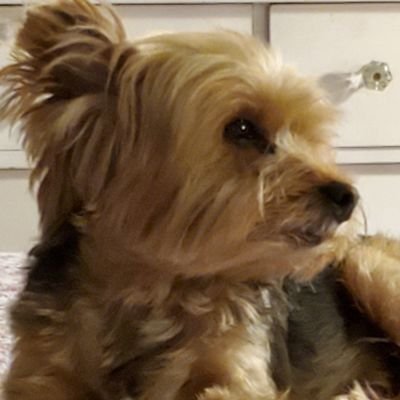Jana3747's profile picture. Follower of Christ, Wife, Mother, Retired USAF SMSgt, Quilter, Guitarist.  No DMs.