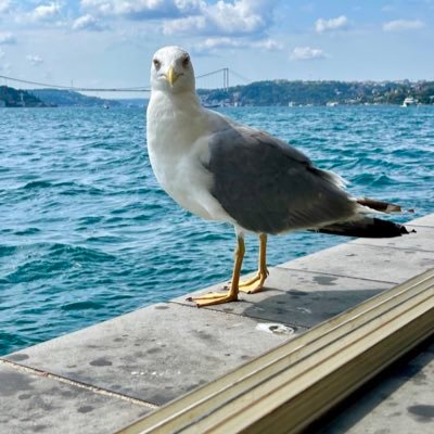 alibenian's profile picture. 