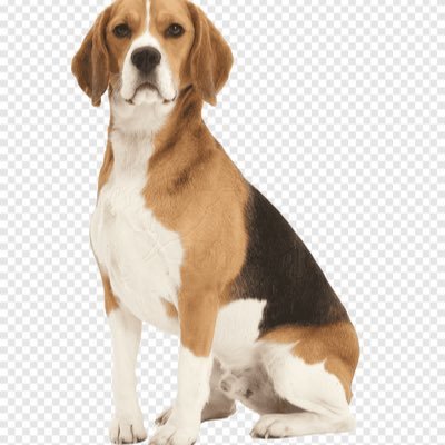 amamosbeagles's profile picture. 