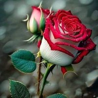 ام حسين (@om_hussin2) 's Twitter Profile Photo ام حسين (@om_hussin2) 's Twitter Profile Photo