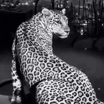 ni2vll's profile picture. @ittihad