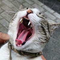 mr.noodle(日本保守党🇯🇵 党員) (@makun715) 's Twitter Profile