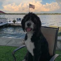 Ed the dog (@edthedog2015) 's Twitter Profile